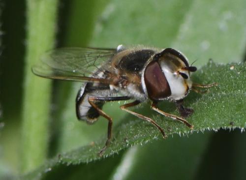 Réf. 247 126 : Scaeva pyrastri